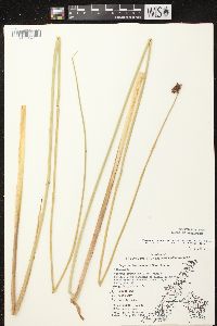 Schoenoplectus acutus image