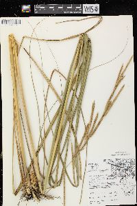 Spartina pectinata image