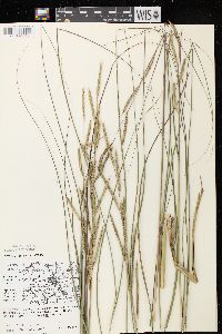 Spartina pectinata image