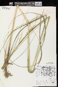 Spartina pectinata image