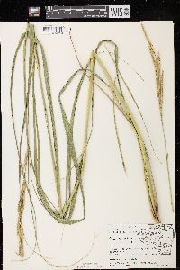 Spartina pectinata image