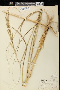 Spartina pectinata image