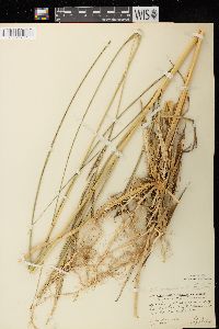 Spartina pectinata image