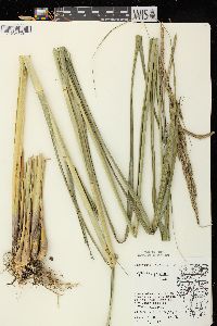 Spartina pectinata image