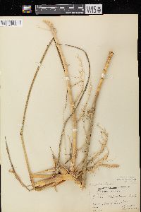 Spartina pectinata image