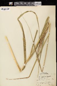 Spartina pectinata image