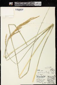 Spartina pectinata image