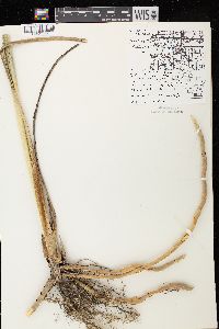 Spartina pectinata image