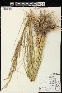 Spartina pectinata image