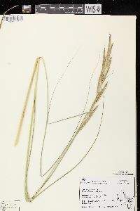 Spartina pectinata image