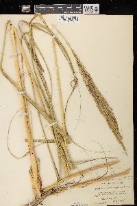 Spartina pectinata image