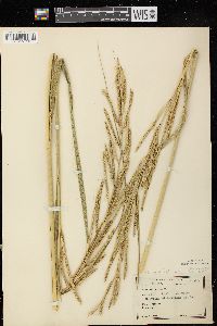 Spartina pectinata image