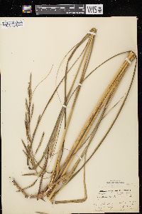 Spartina pectinata image