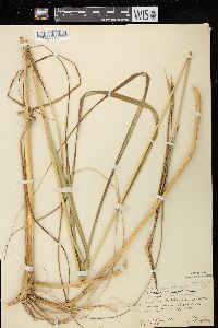 Spartina pectinata image