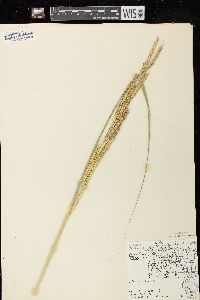 Spartina pectinata image