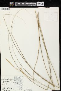 Spartina pectinata image