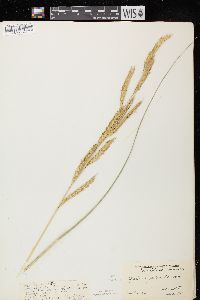 Spartina pectinata image