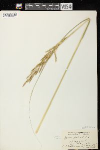 Spartina pectinata image