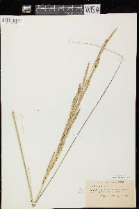 Spartina pectinata image