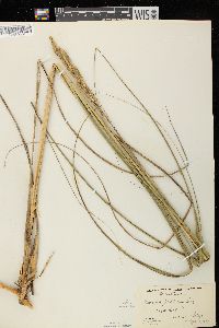 Spartina pectinata image