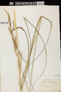 Spartina pectinata image