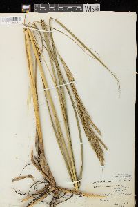 Spartina pectinata image