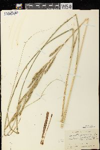 Spartina pectinata image