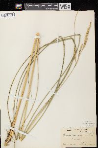 Spartina pectinata image