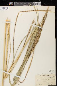 Spartina pectinata image