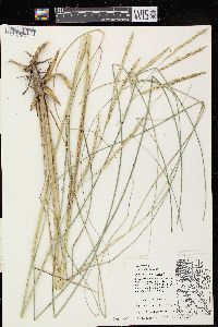 Spartina pectinata image