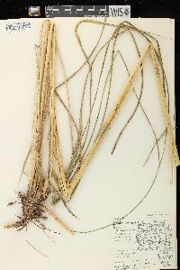 Spartina pectinata image