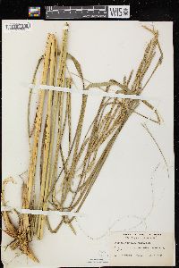 Spartina pectinata image