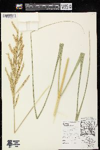 Spartina pectinata image