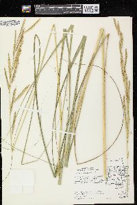 Spartina pectinata image