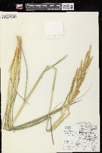 Spartina pectinata image