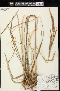 Spartina pectinata image