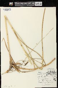 Spartina pectinata image