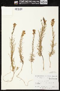 Linaria vulgaris image