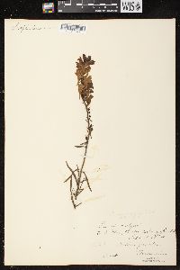 Linaria vulgaris image