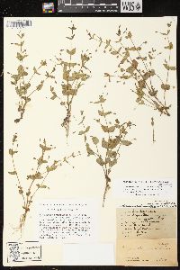 Lindernia dubia image