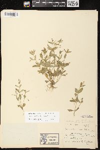 Lindernia dubia var. dubia image