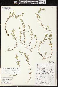 Lindernia dubia var. dubia image