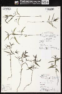 Melampyrum lineare image