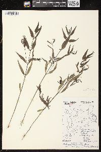 Melampyrum lineare image