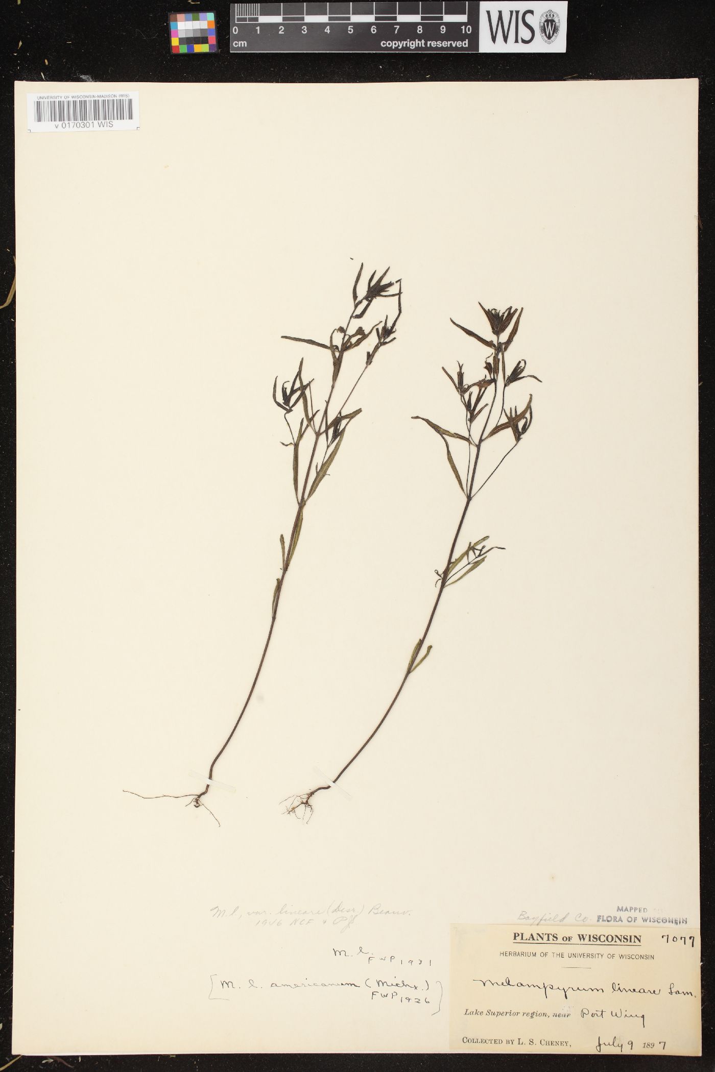 Melampyrum lineare var. lineare image