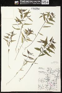Melampyrum lineare var. americanum image