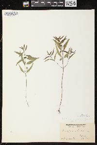 Melampyrum lineare image