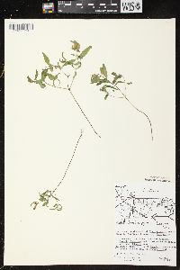 Melampyrum lineare image