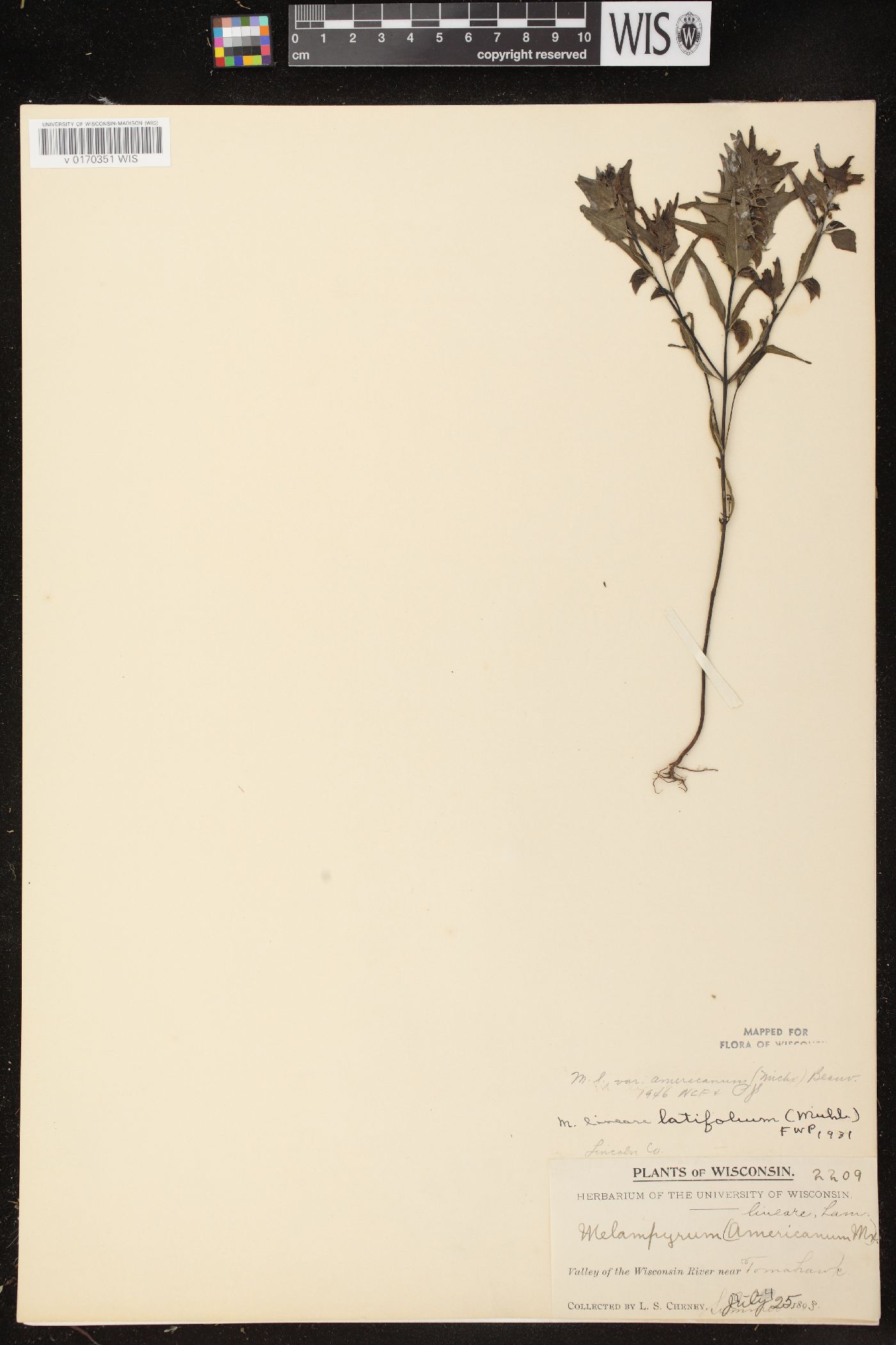 Melampyrum lineare var. americanum image