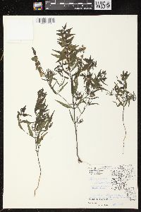 Melampyrum lineare image